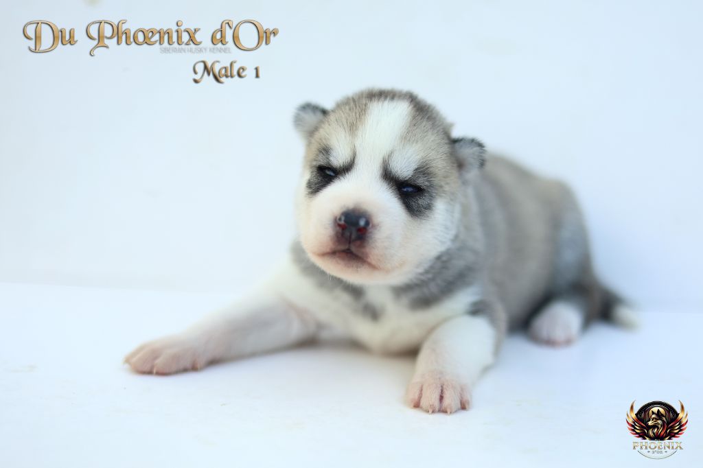Du Phoenix D'Or - Chiots disponibles - Siberian Husky