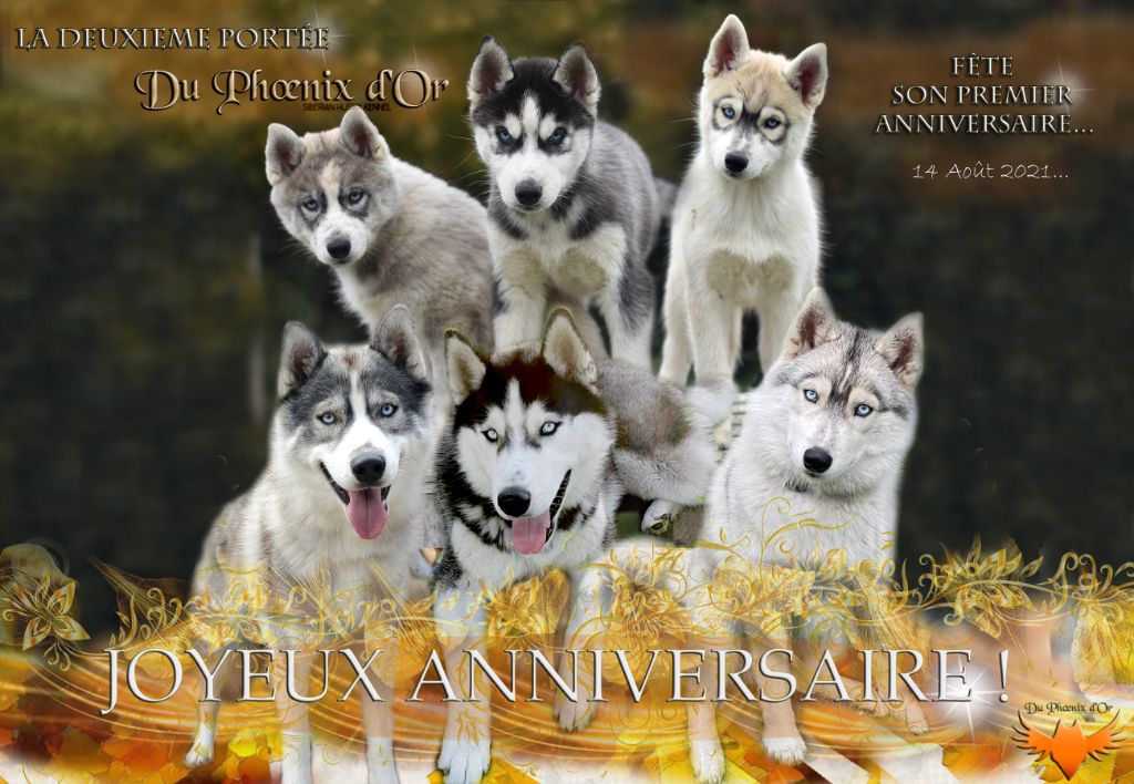 Du Phoenix D'Or - Siberian Husky - Portée née le 14/08/2021