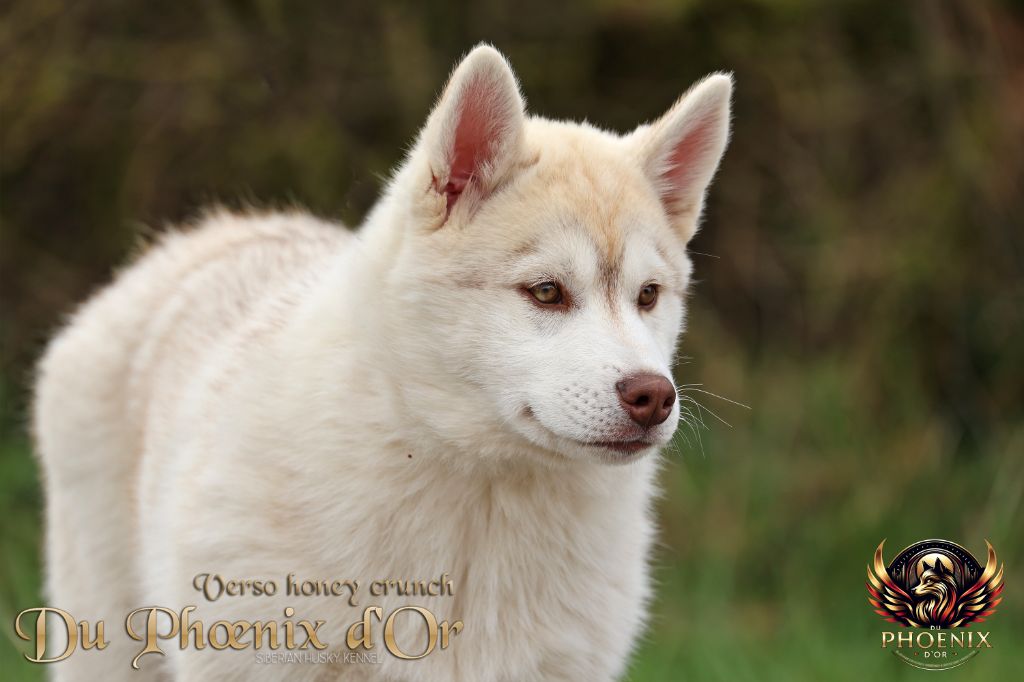 Du Phoenix D'Or - Chiots disponibles - Siberian Husky