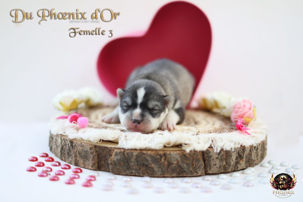 Du Phoenix D'Or - Chiots disponibles - Siberian Husky