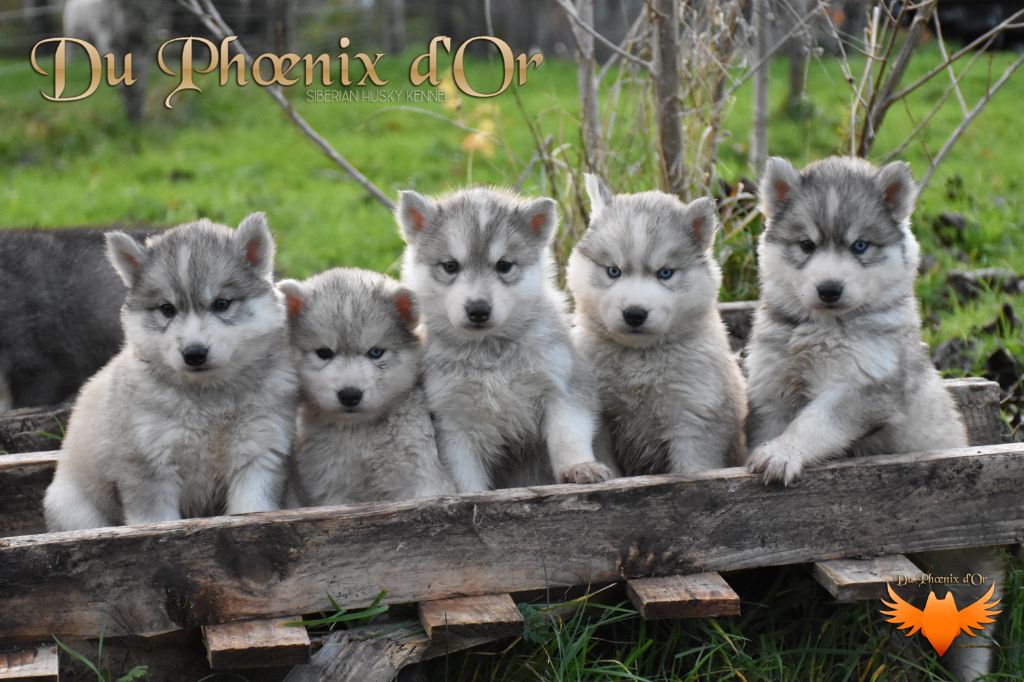 Du Phoenix D'Or - Siberian Husky - Portée née le 06/10/2023