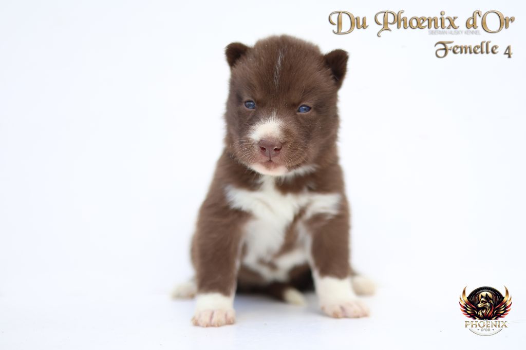 Du Phoenix D'Or - Chiots disponibles - Siberian Husky