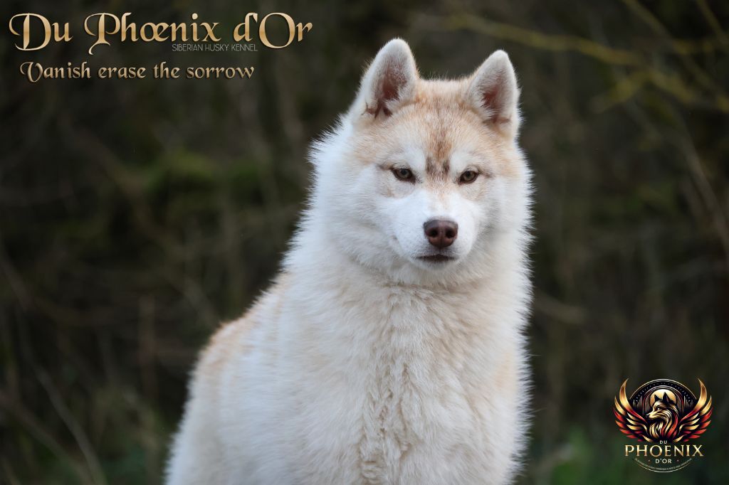 Du Phoenix D'Or - Chiots disponibles - Siberian Husky