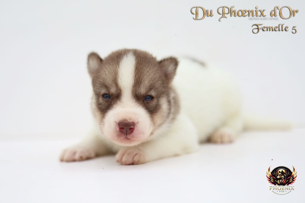 Du Phoenix D'Or - Chiots disponibles - Siberian Husky
