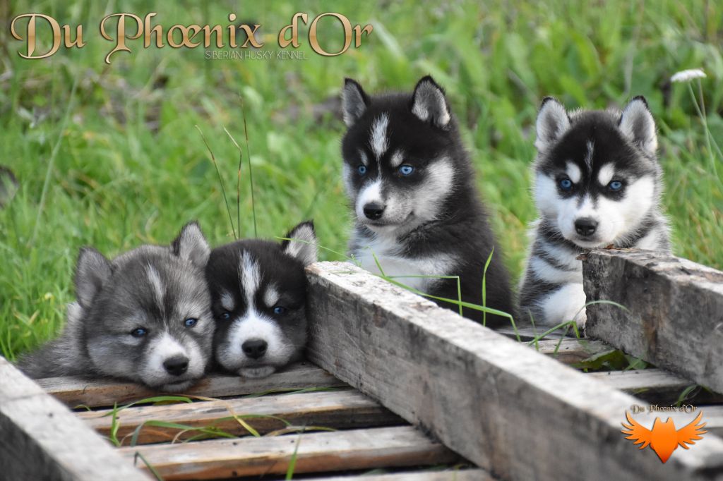 Du Phoenix D'Or - Siberian Husky - Portée née le 07/10/2023