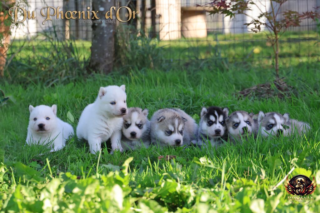 Du Phoenix D'Or - Siberian Husky - Portée née le 22/08/2025