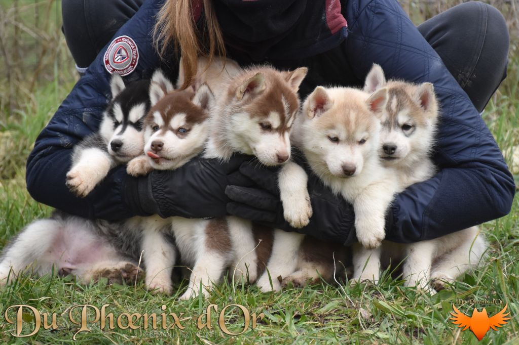 Chiot Siberian Husky Du Phoenix D'Or
