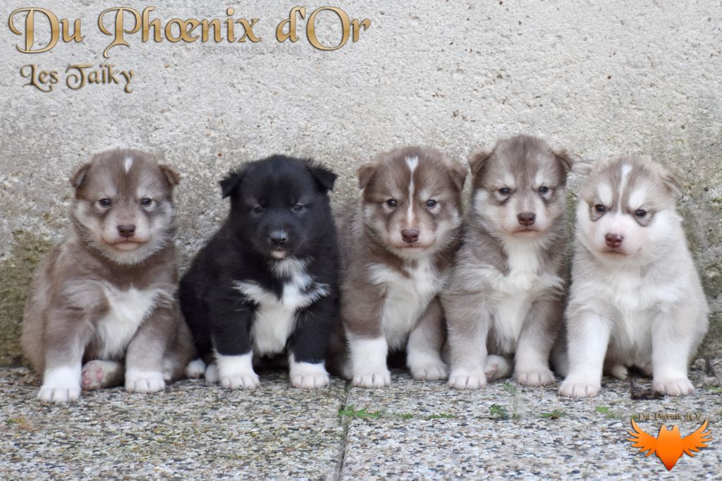 Chiot Siberian Husky Du Phoenix D'Or