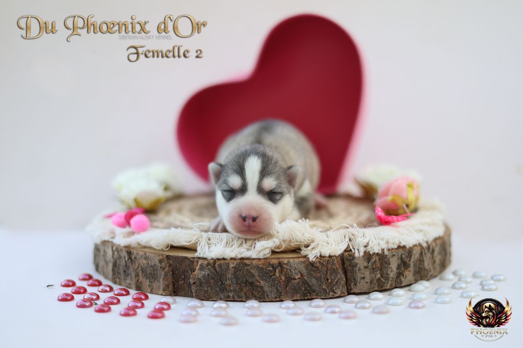 Du Phoenix D'Or - Chiots disponibles - Siberian Husky