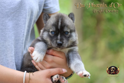 Chiot N°6