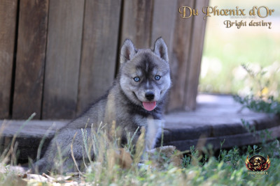 Chiot N°6