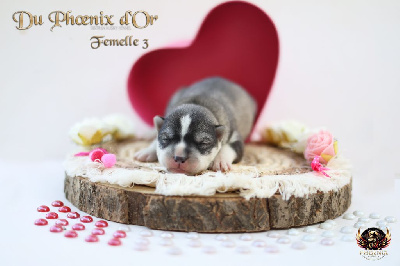 Femelle 3