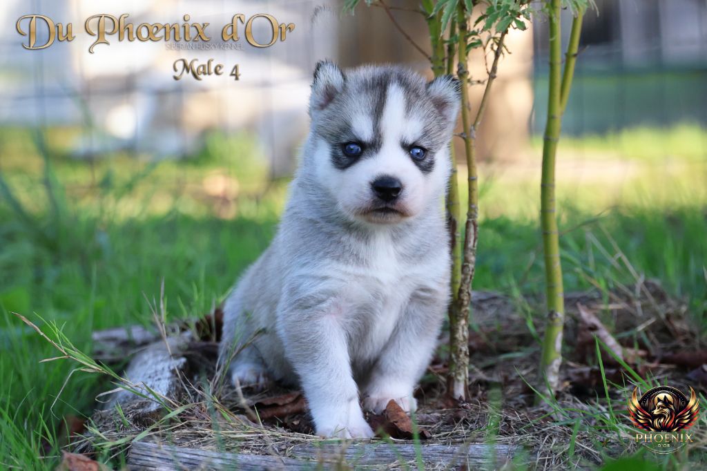Du Phoenix D'Or - Chiots disponibles - Siberian Husky