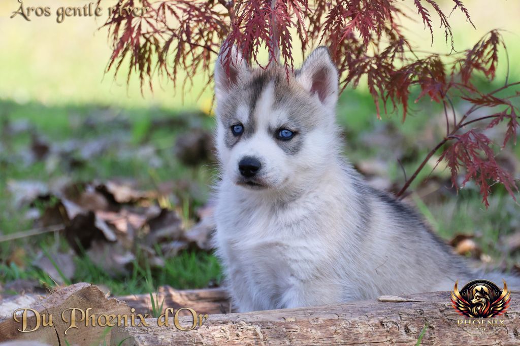 Du Phoenix D'Or - Chiots disponibles - Siberian Husky