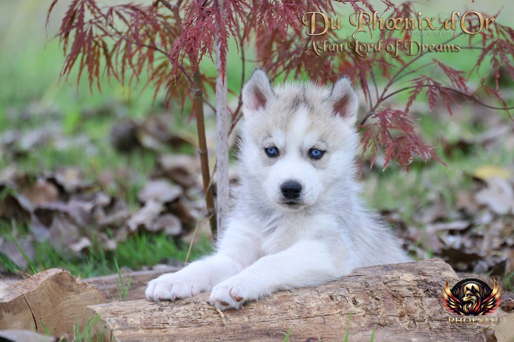 Du Phoenix D'Or - Chiots disponibles - Siberian Husky
