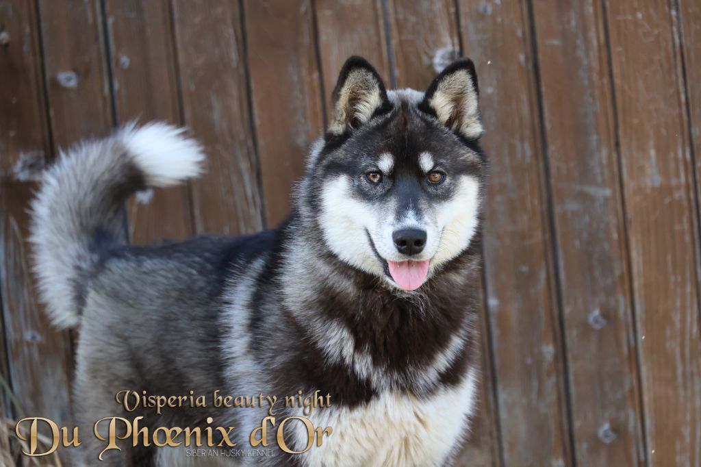 Du Phoenix D'Or - Chiots disponibles - Siberian Husky