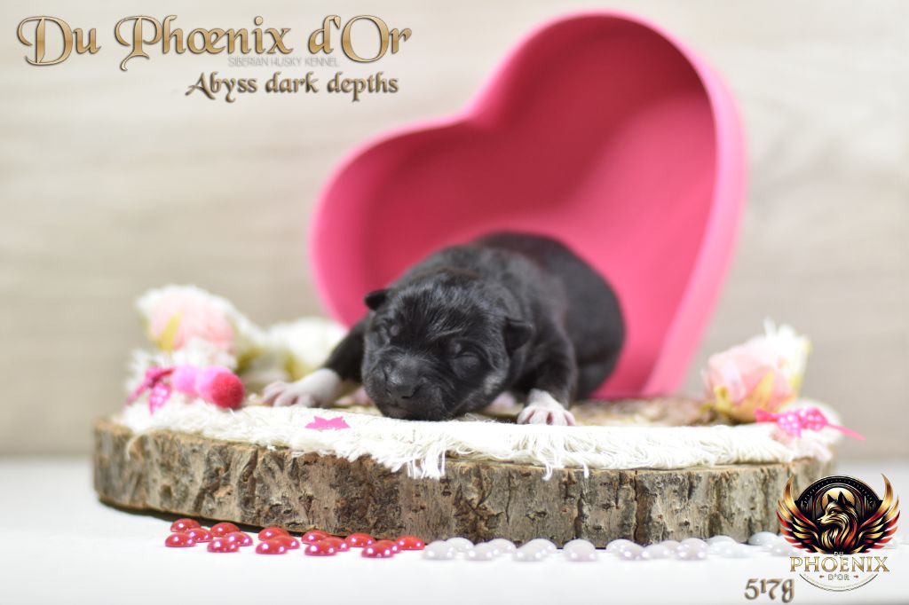 Du Phoenix D'Or - Chiots disponibles - Siberian Husky