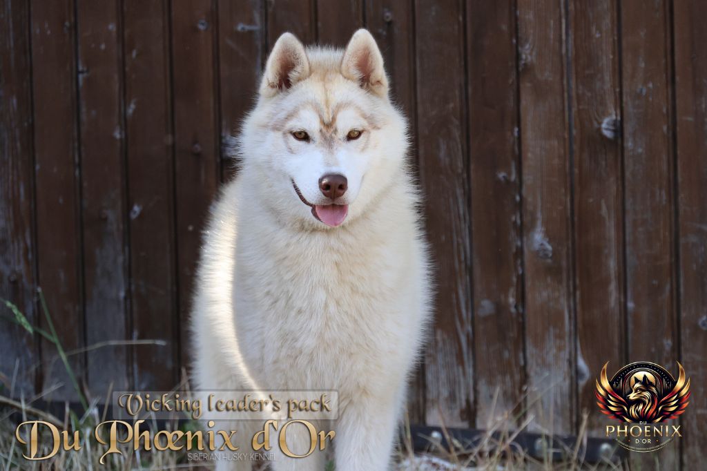 Du Phoenix D'Or - Chiots disponibles - Siberian Husky
