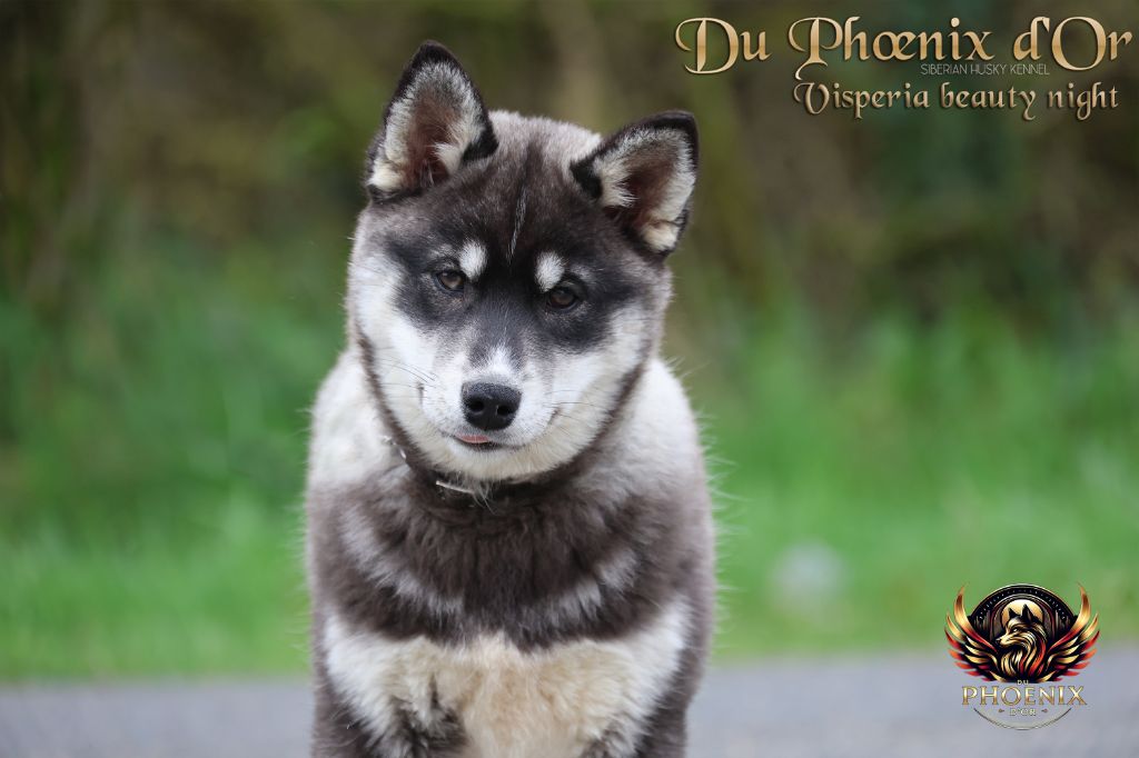 Du Phoenix D'Or - Chiots disponibles - Siberian Husky