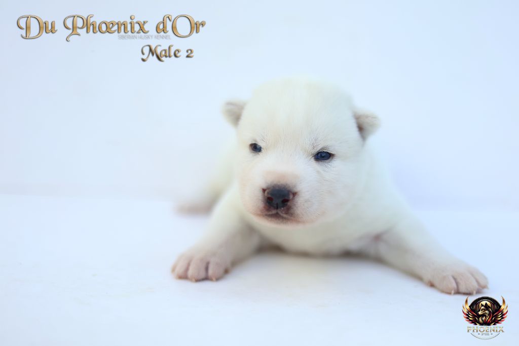 Du Phoenix D'Or - Chiots disponibles - Siberian Husky