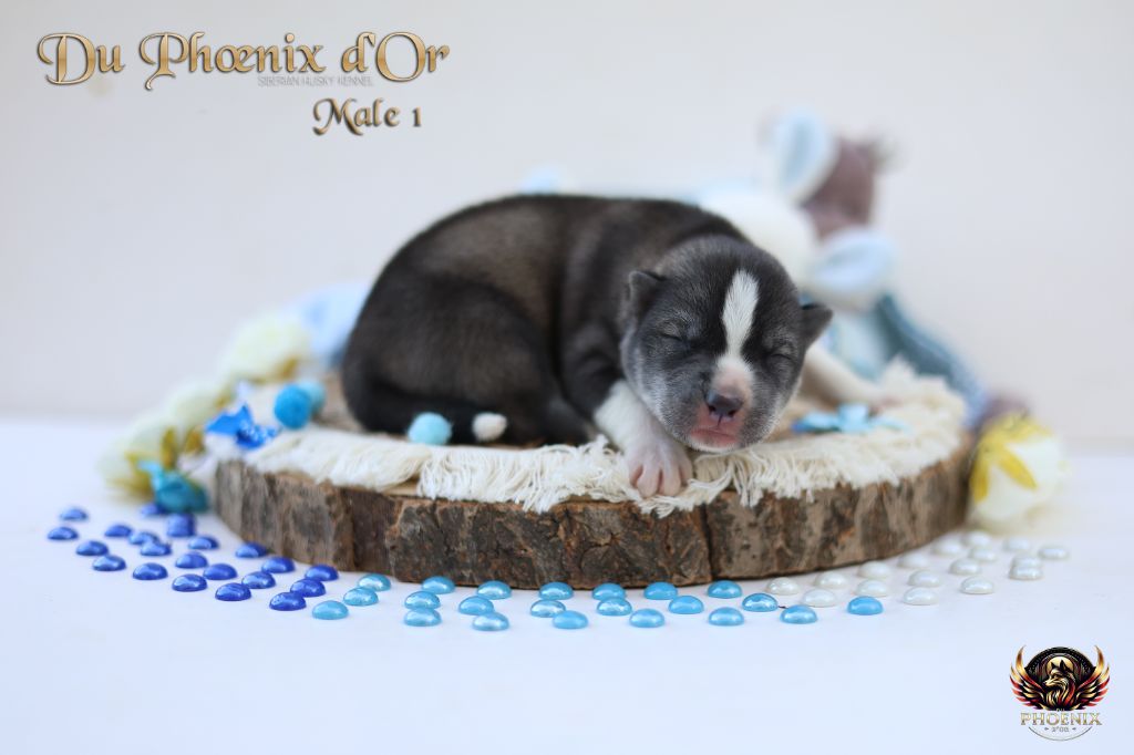 Du Phoenix D'Or - Chiots disponibles - Siberian Husky
