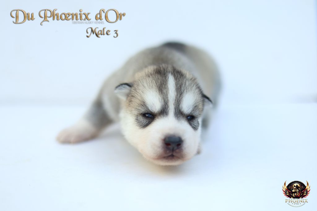 Du Phoenix D'Or - Chiots disponibles - Siberian Husky