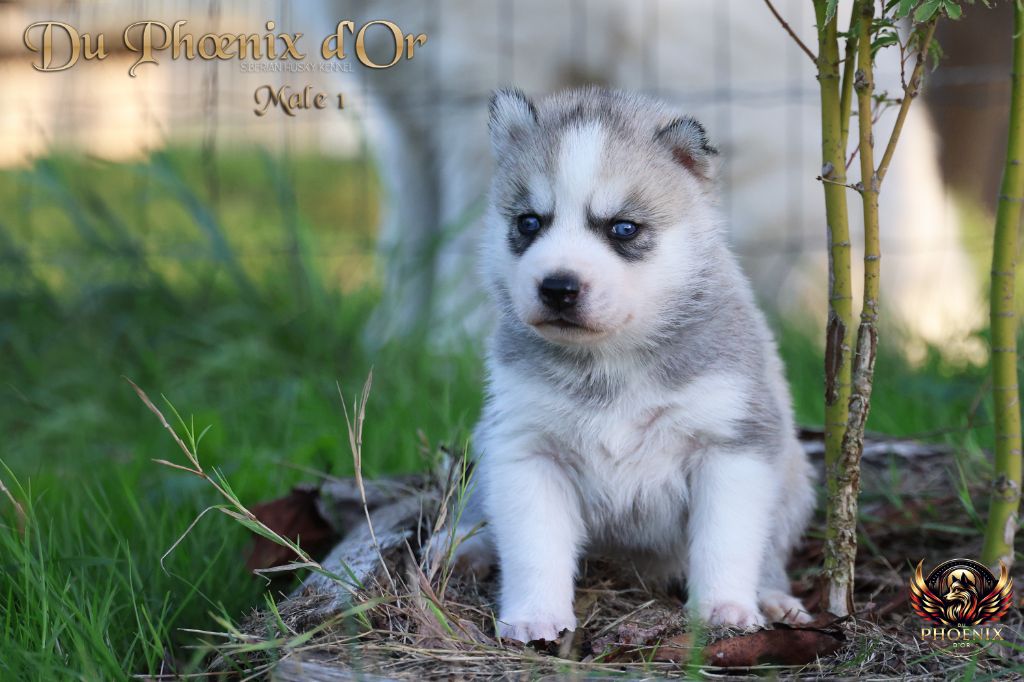 Du Phoenix D'Or - Chiots disponibles - Siberian Husky