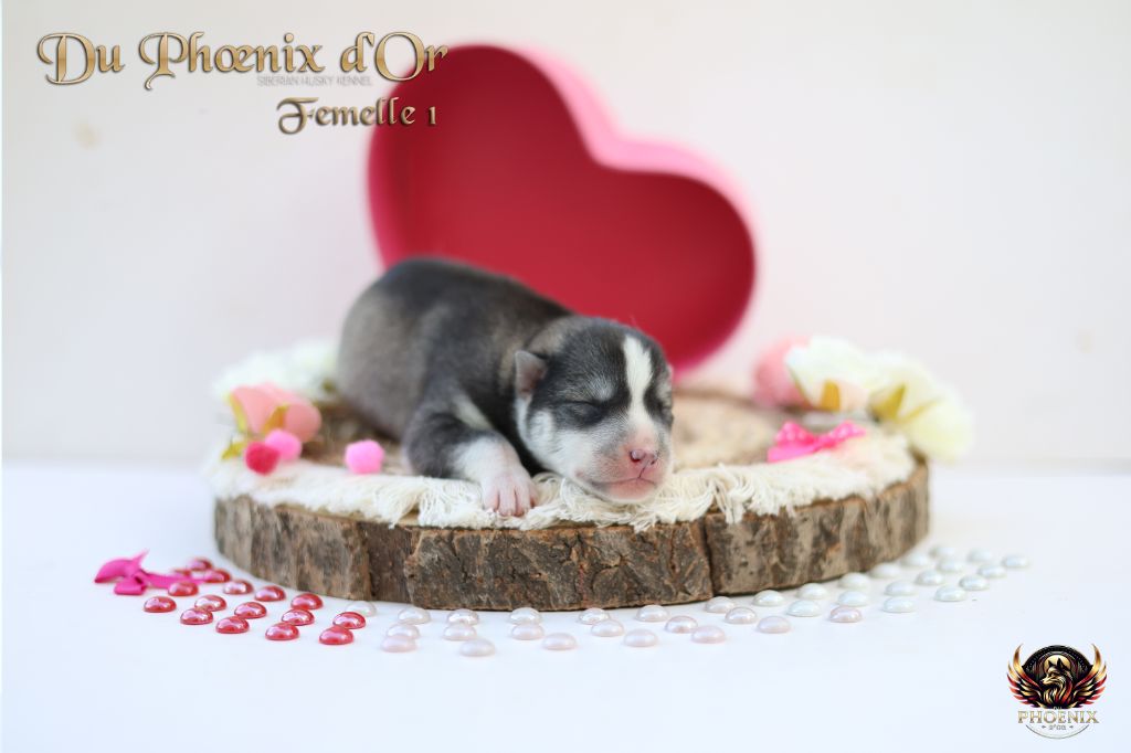 Du Phoenix D'Or - Chiots disponibles - Siberian Husky