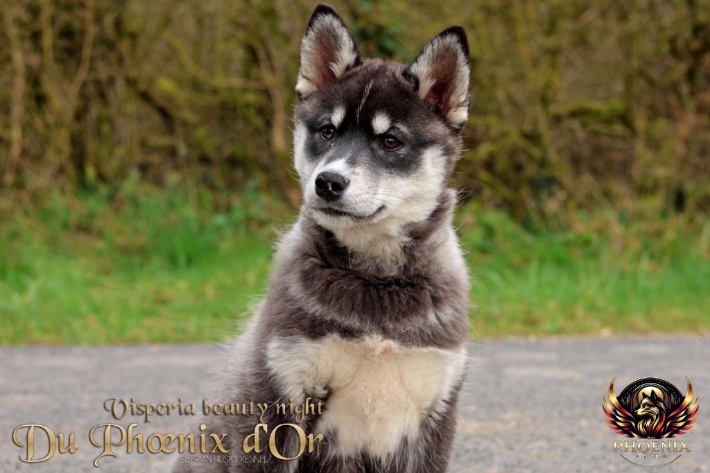 Du Phoenix D'Or - Chiots disponibles - Siberian Husky