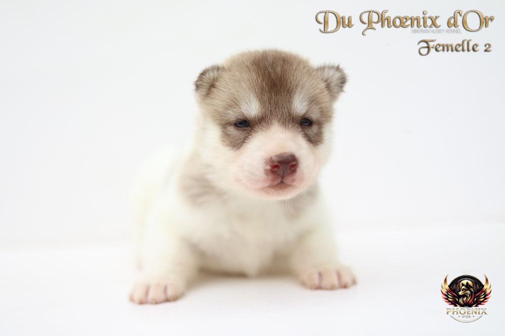 Du Phoenix D'Or - Chiots disponibles - Siberian Husky