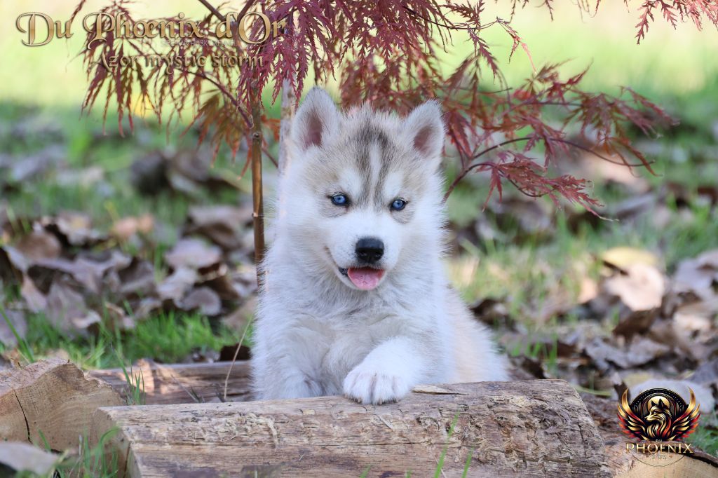 Du Phoenix D'Or - Chiots disponibles - Siberian Husky