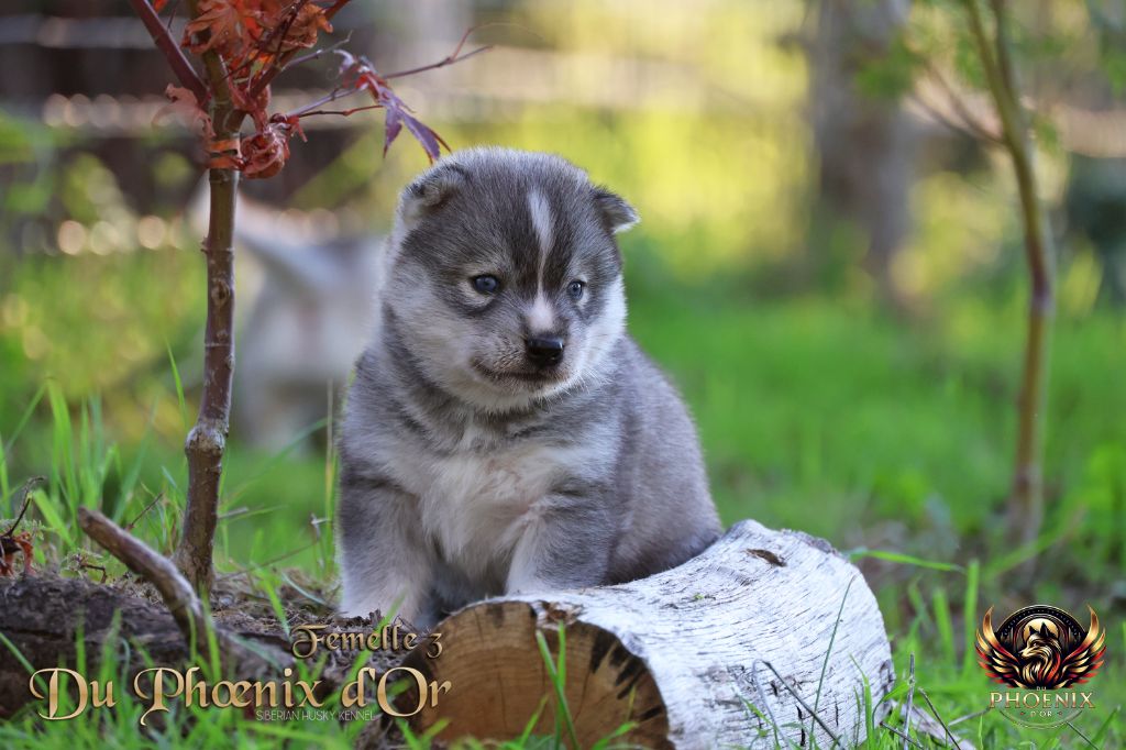 Du Phoenix D'Or - Chiots disponibles - Siberian Husky