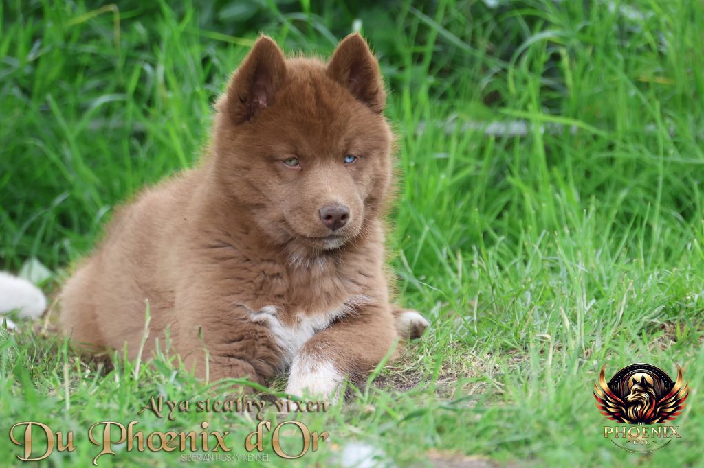 Du Phoenix D'Or - Chiots disponibles - Siberian Husky