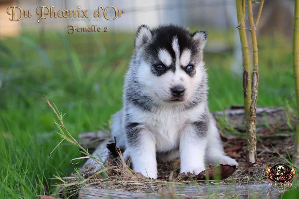 Du Phoenix D'Or - Chiots disponibles - Siberian Husky