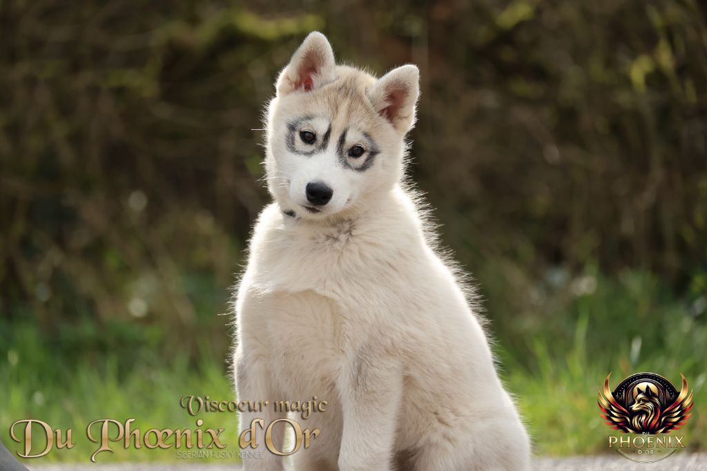 Du Phoenix D'Or - Chiots disponibles - Siberian Husky