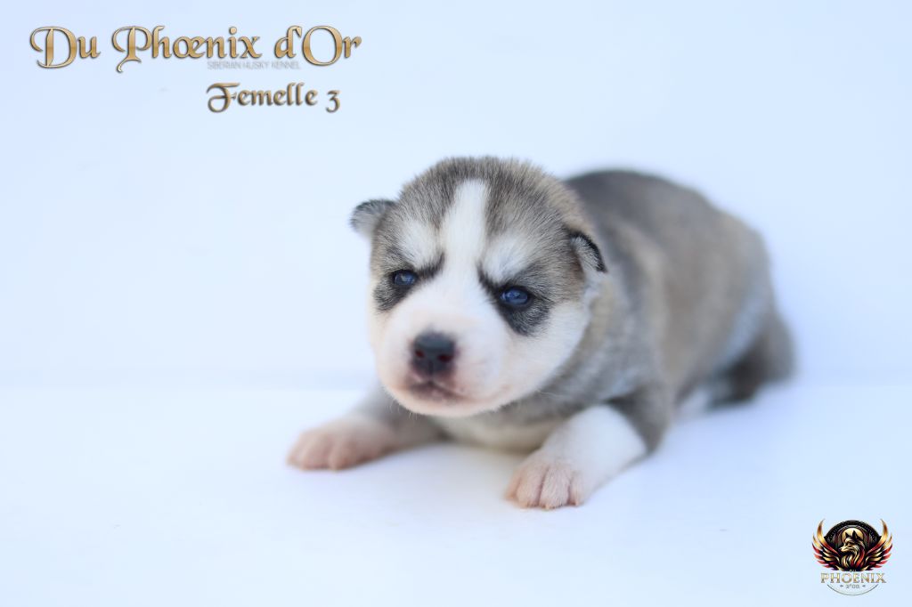 Du Phoenix D'Or - Chiots disponibles - Siberian Husky
