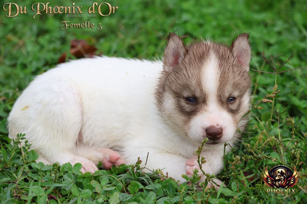 Du Phoenix D'Or - Chiots disponibles - Siberian Husky
